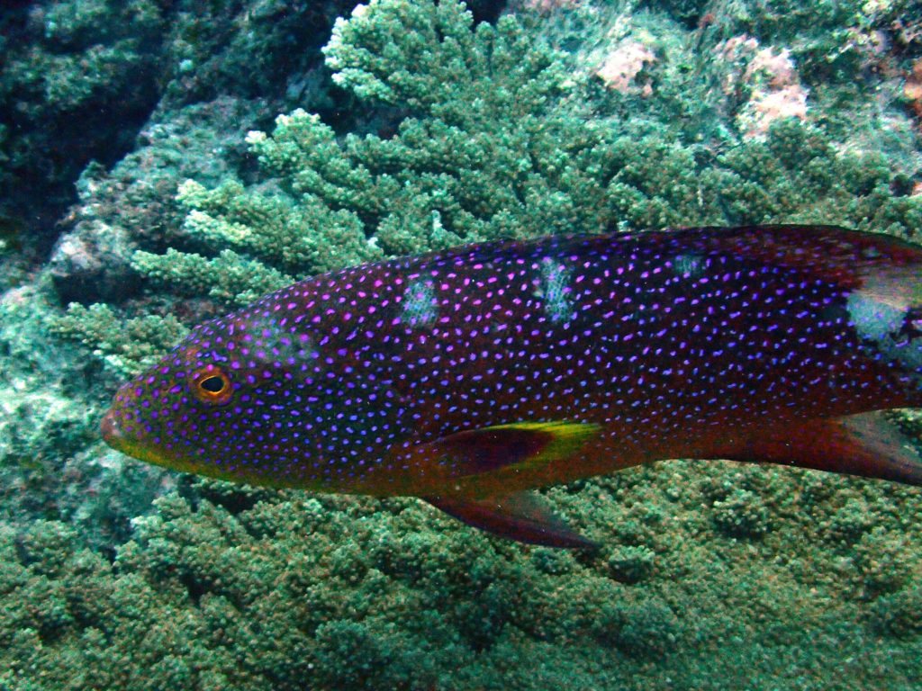Variola louti