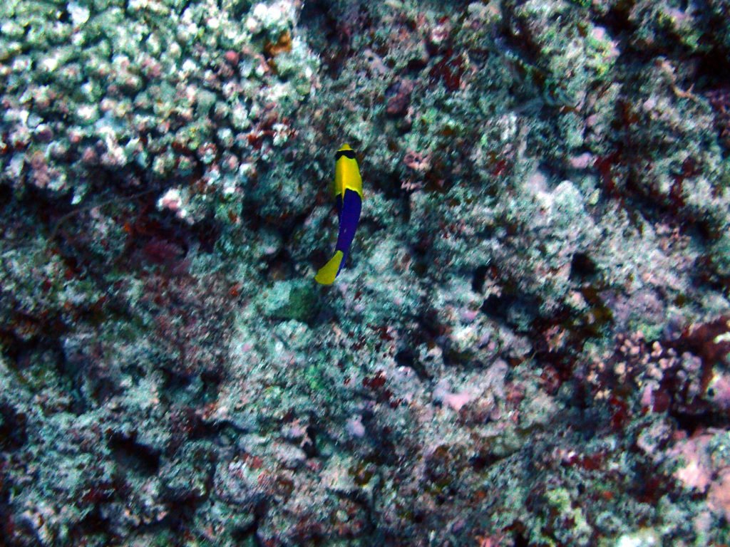 Centropyge bicolor
