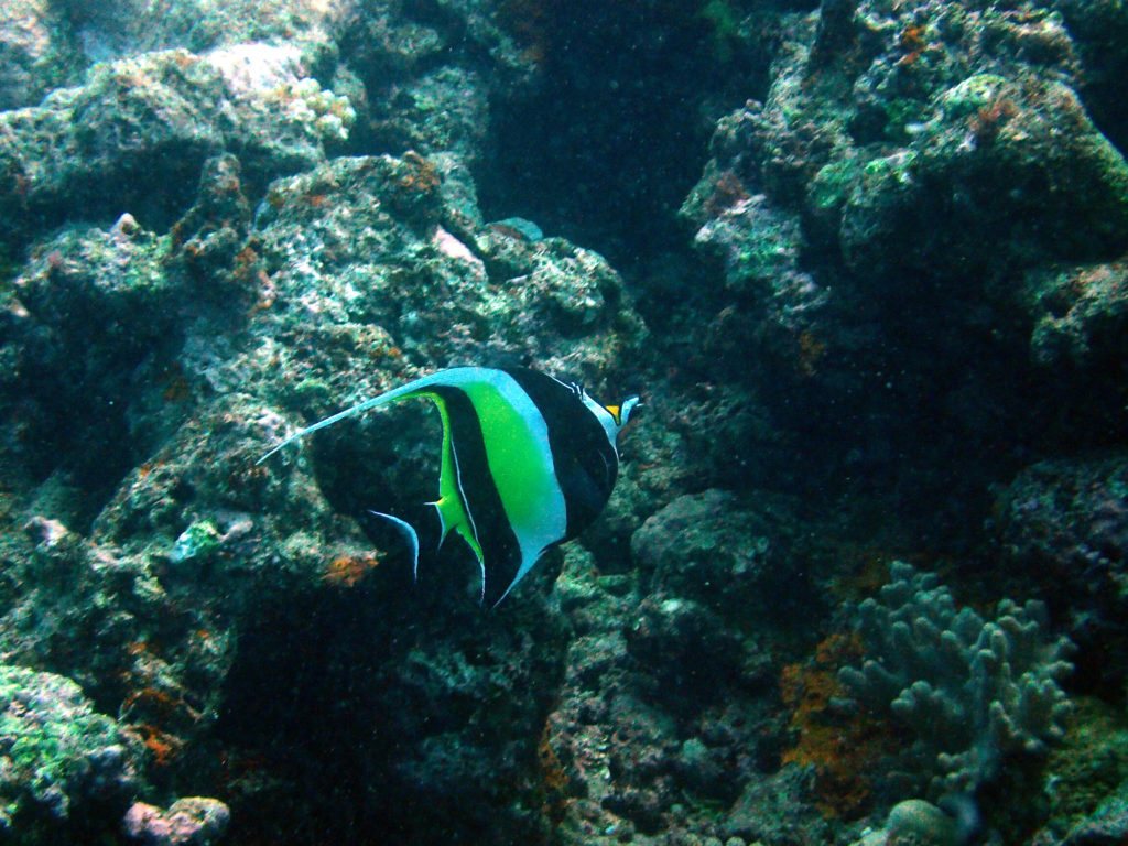 Zanclus cornutus