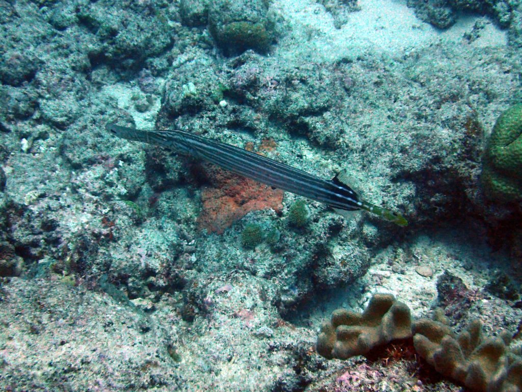 Aulostomus chinensis