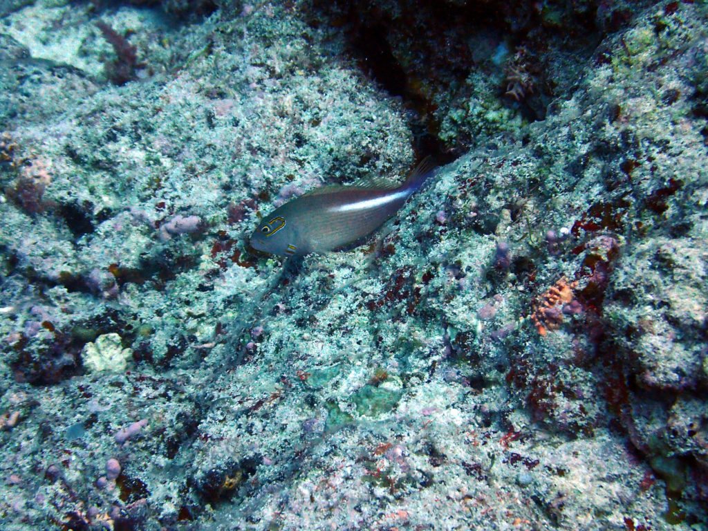 Paracirrhites arcatus
