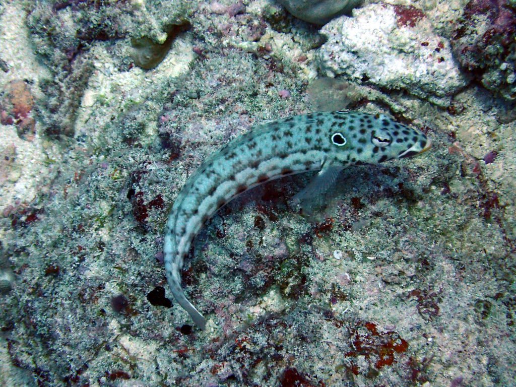Parapercis clathrata