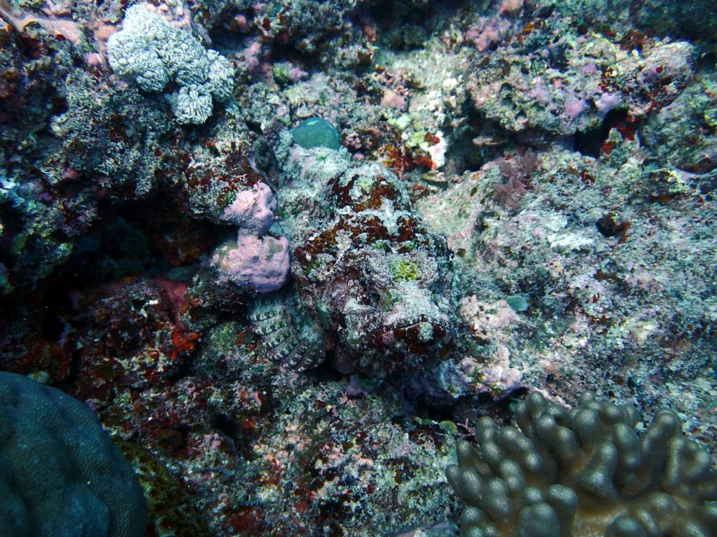 Scorpaenopsis macrochir