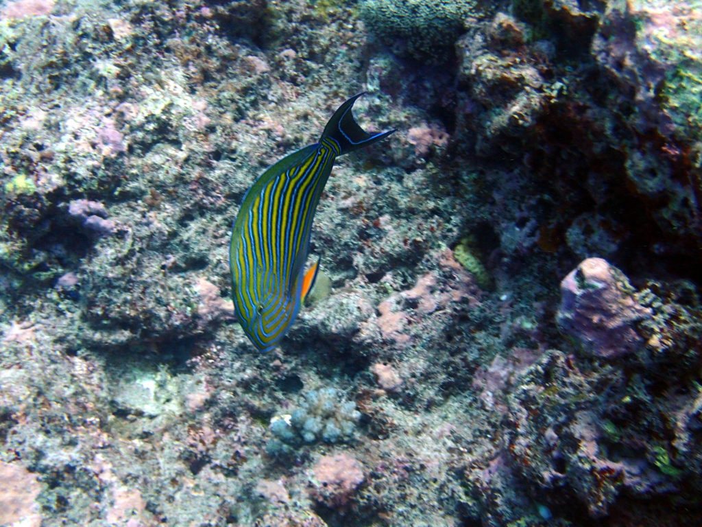 Acanthurus lineatus