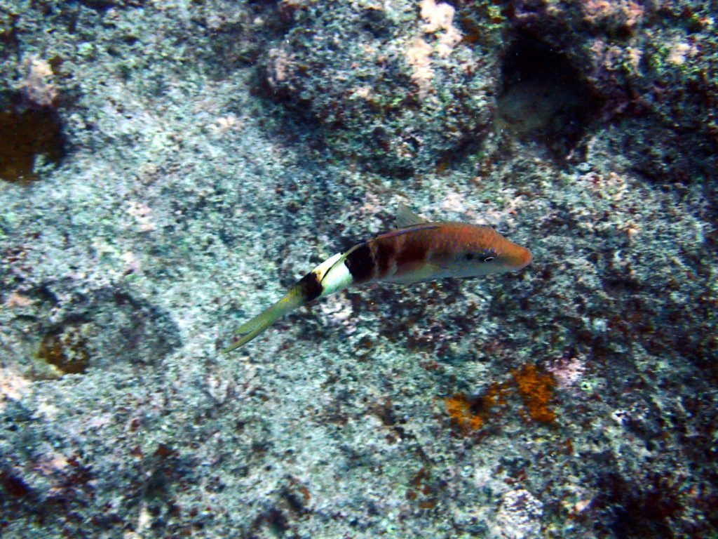 Parupeneus multifascius