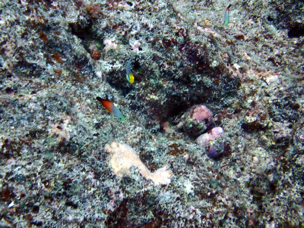 Valenciennea strigata