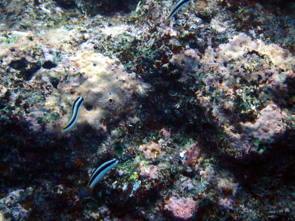 Thalassoma amblycephalum