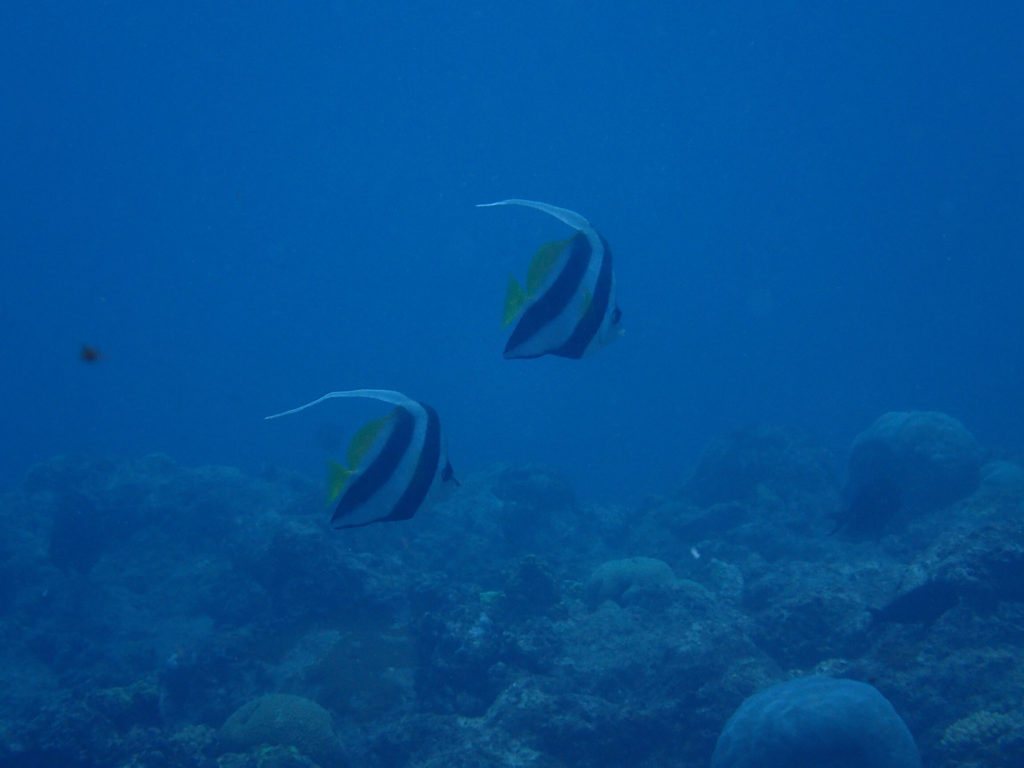 Heniochus acuminatus