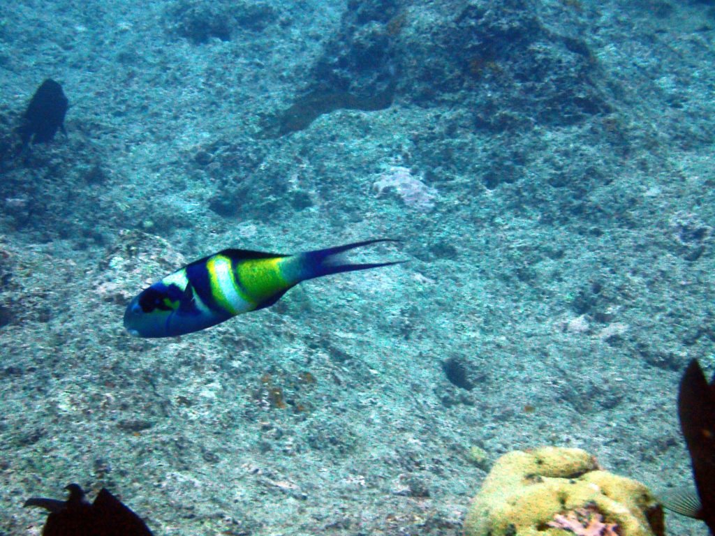 Thalassoma nigrofasciatum