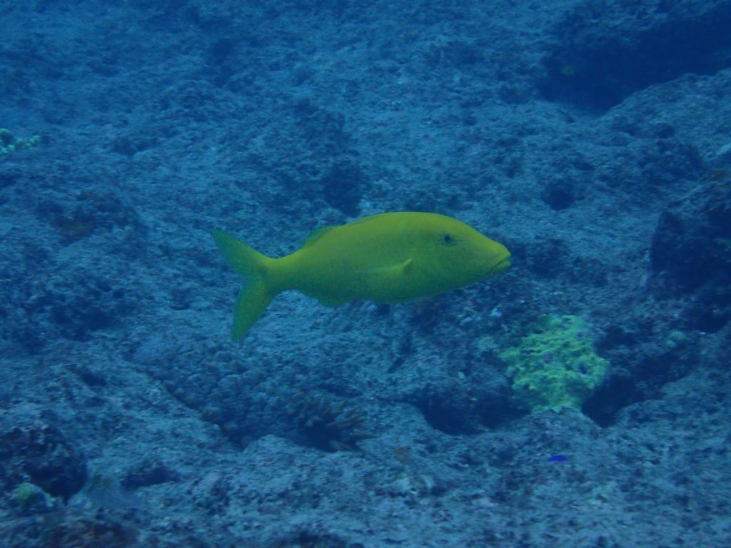 Parupeneus cyclostomus