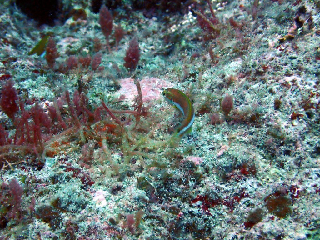 Thalassoma lutescens