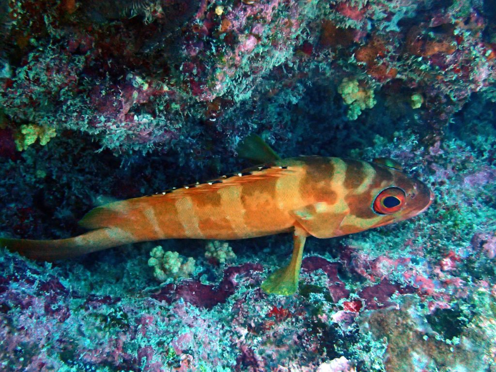 Epinephelus fasciatus