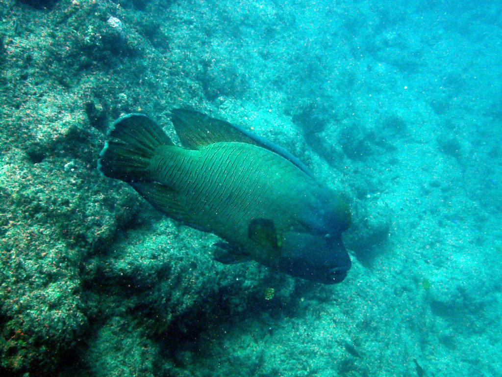 Cheilinus undulatus
