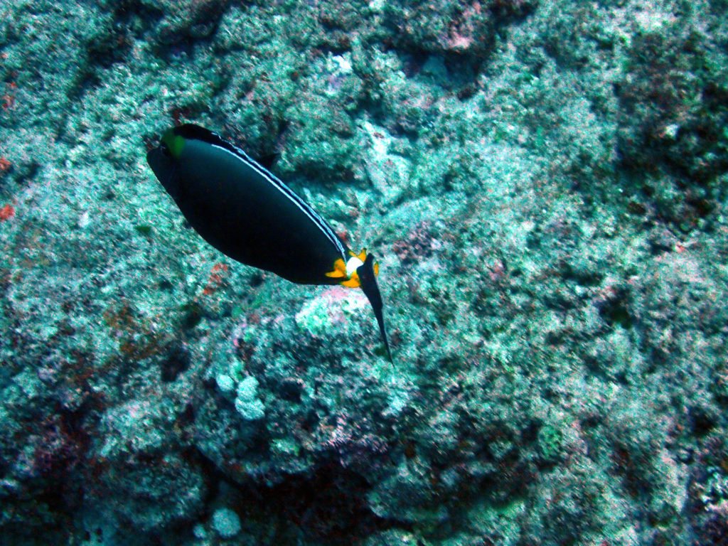 Naso lituratus