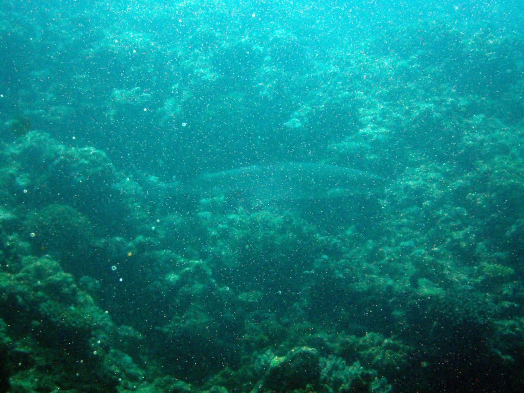 Requin à pointe blanche du lagon