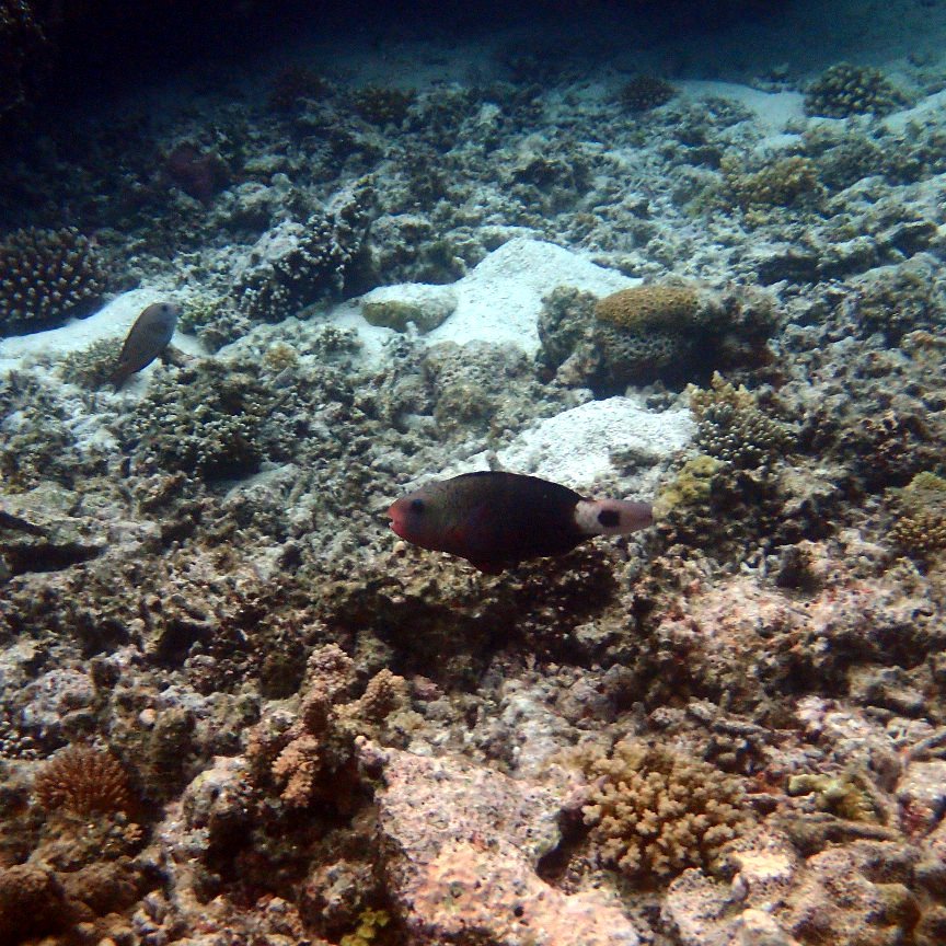 Chlorurus sordidus