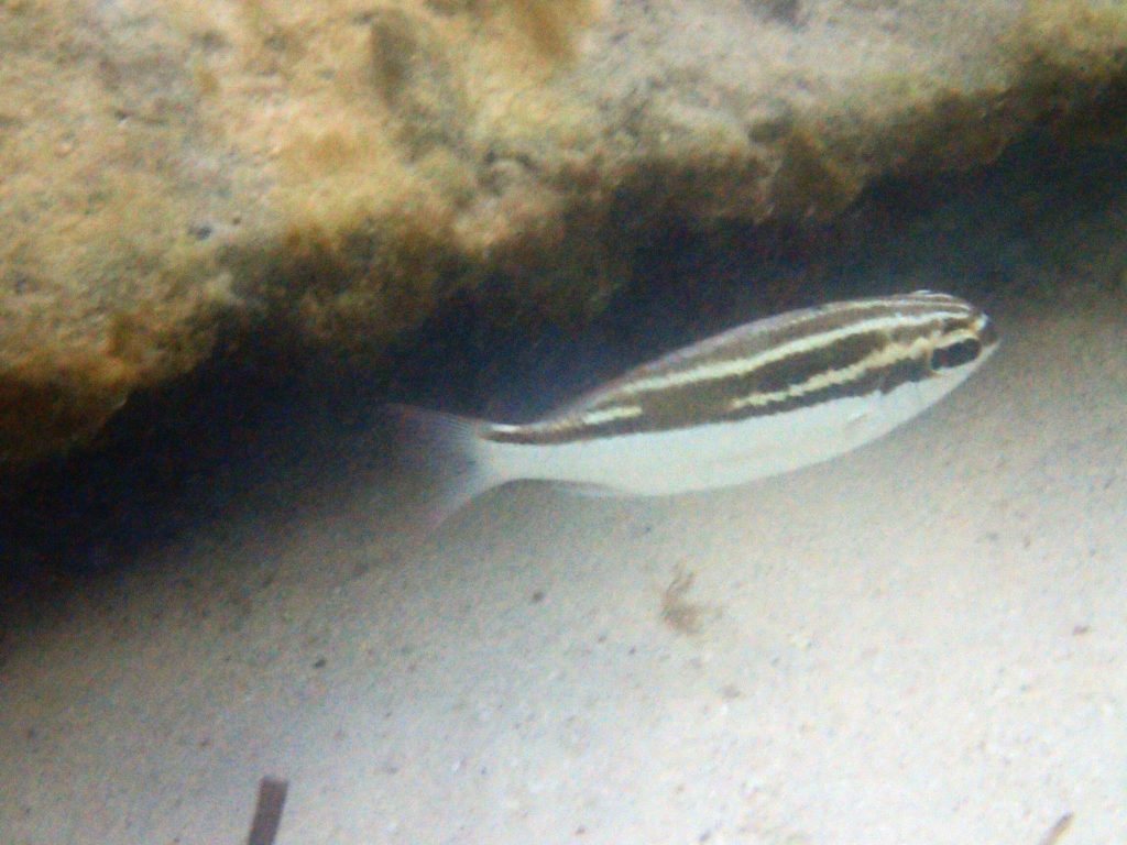 Scolopsis lineata