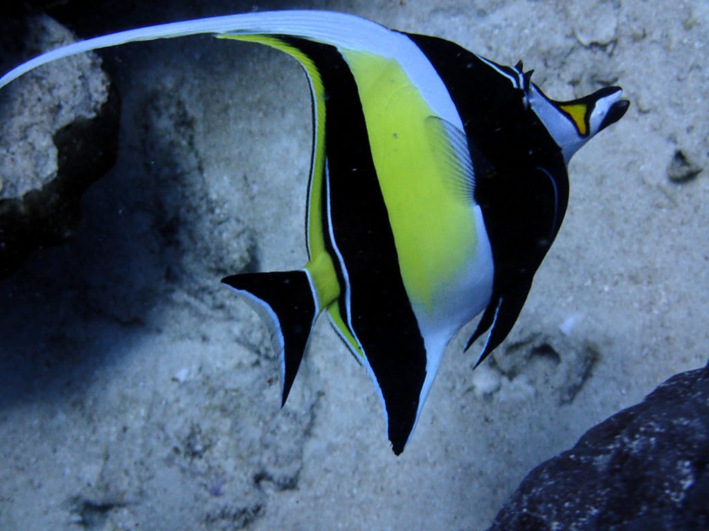 Zanclus cornutus