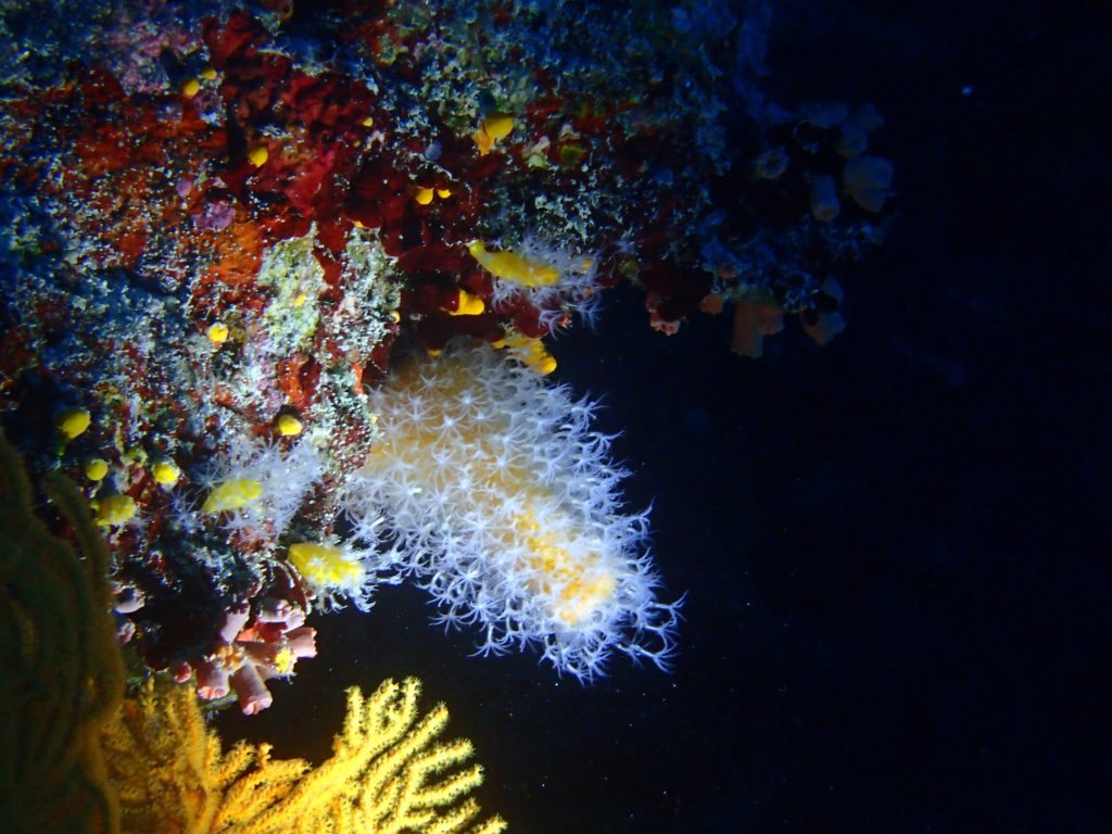 Paraminabea sp.