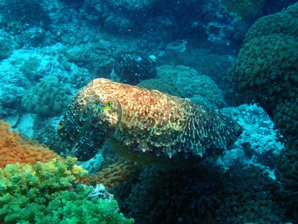 Seiche (Sepia latimanus)