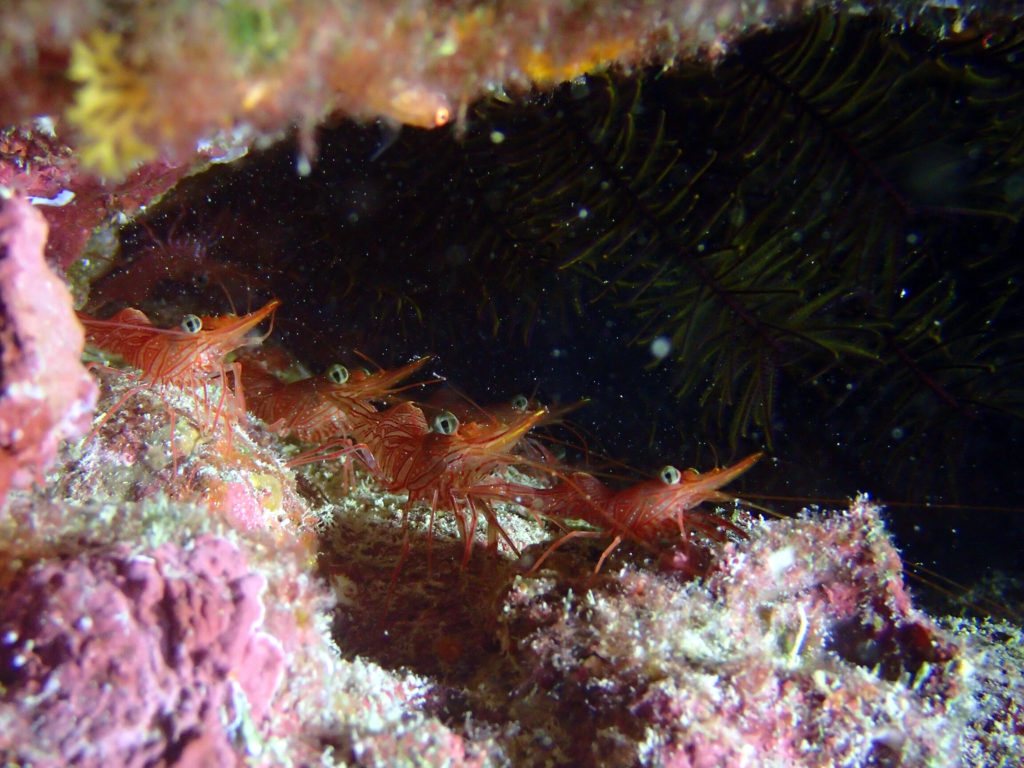 Rhynchocinetes brucei