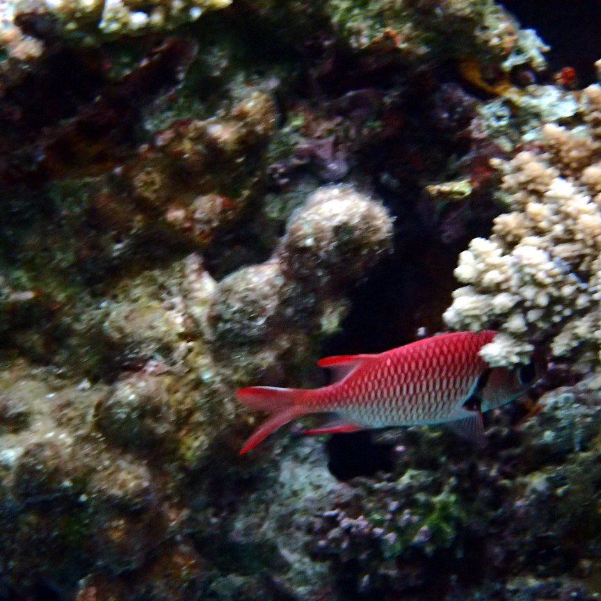 Myripristis kuntee
