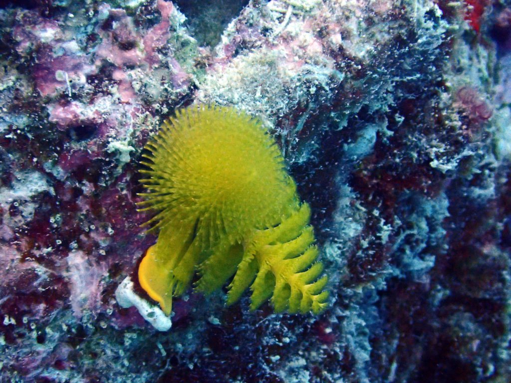Organismes vermiformes