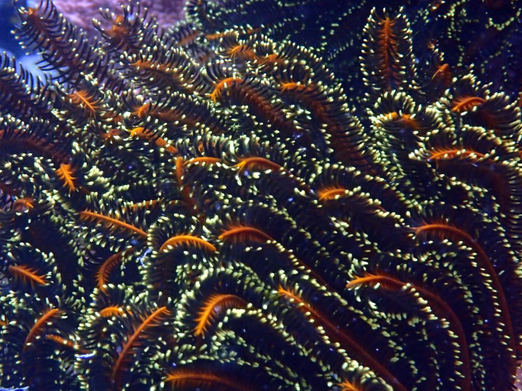 Anneissia (Oxycomanthus) bennetti
