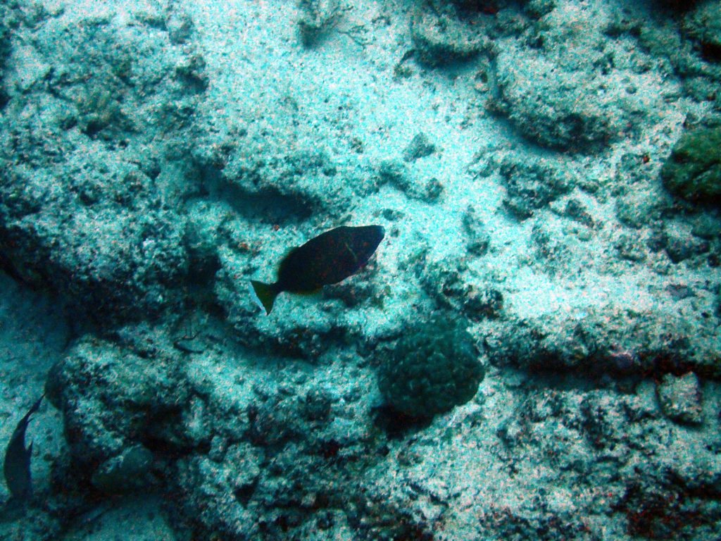 Sufflamen chrysopterum