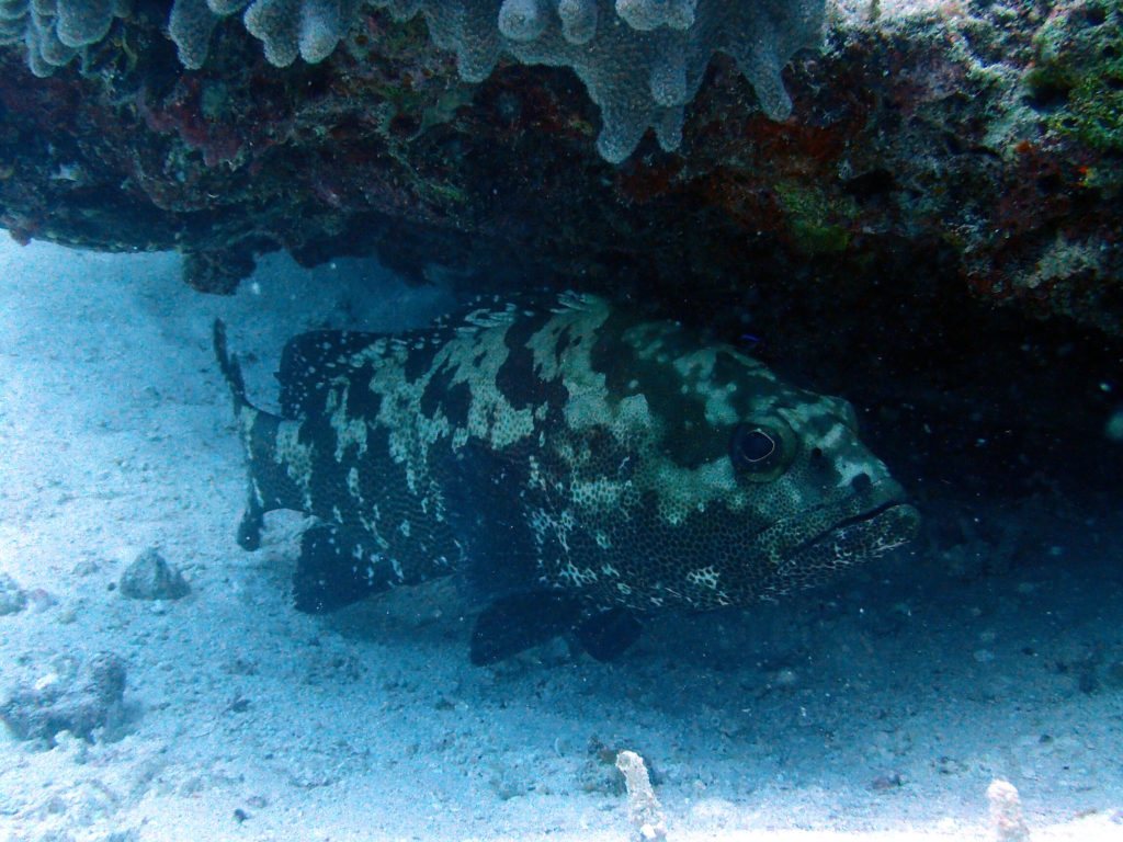 Epinephelus coioides