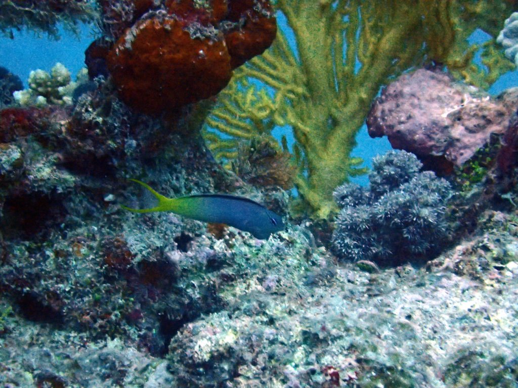Meiacanthus atrodorsalis