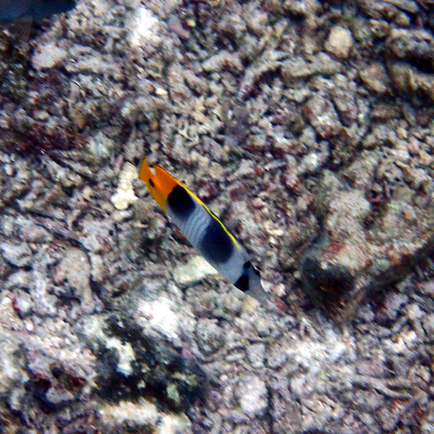 Chaetodon ulietensis