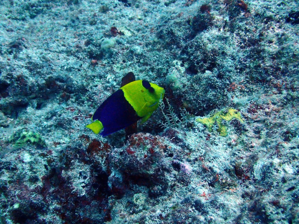Centropyge bicolor