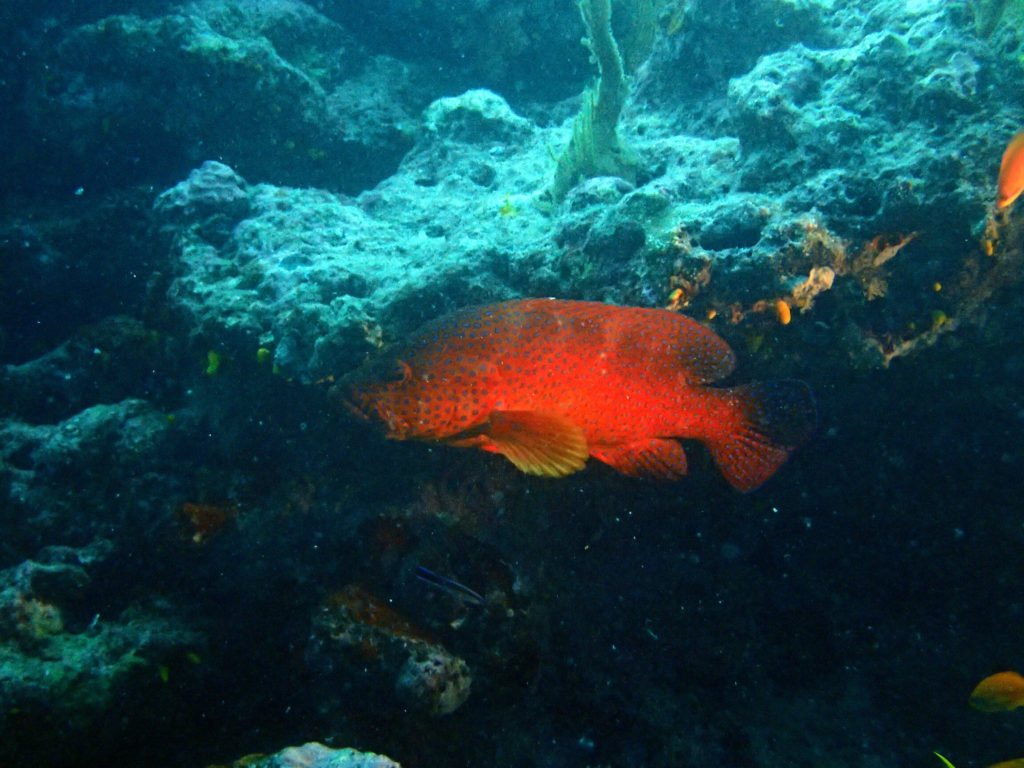 Cephalopholis miniata