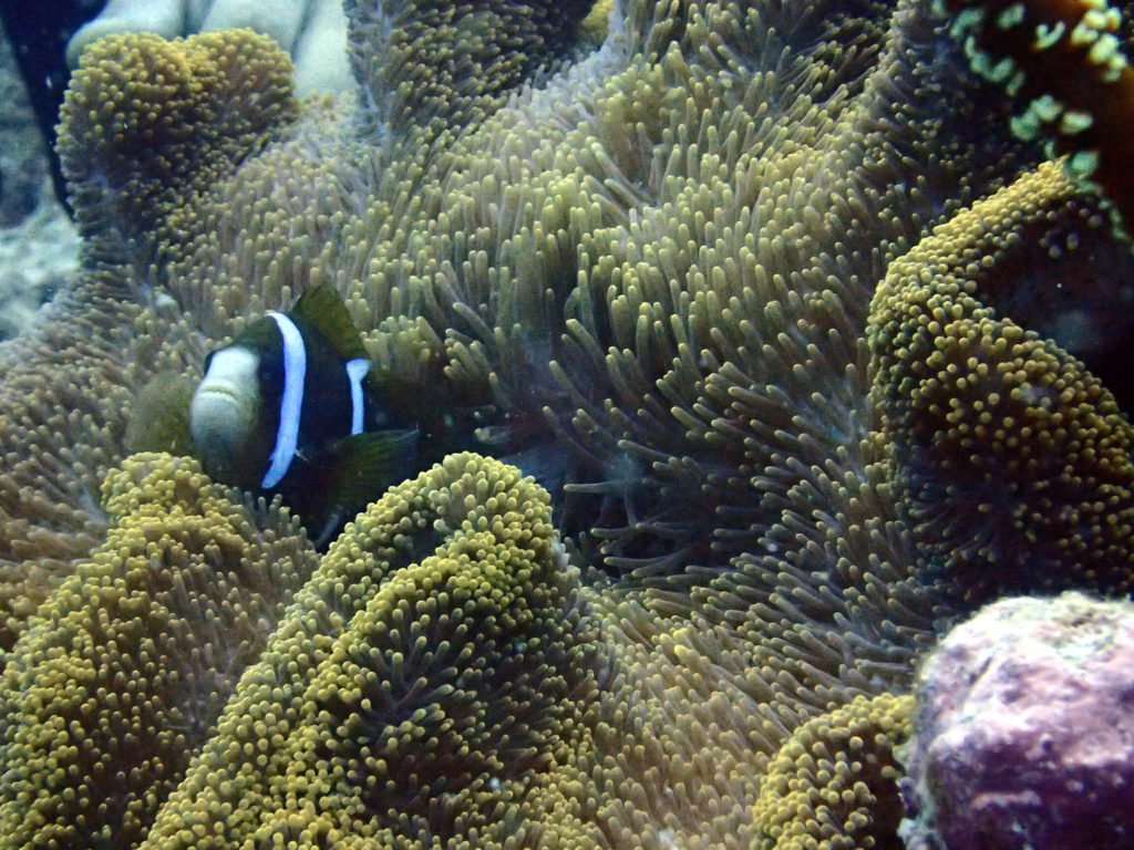 Amphiprion akindynos