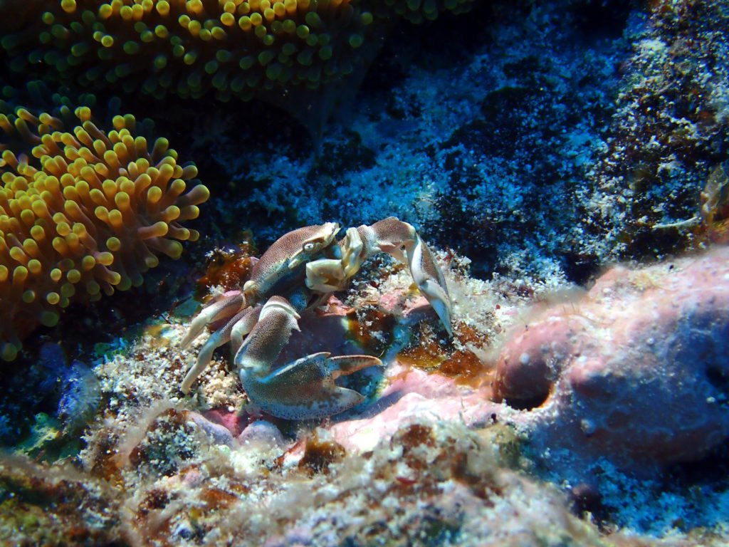 Neopetrolisthes maculatus