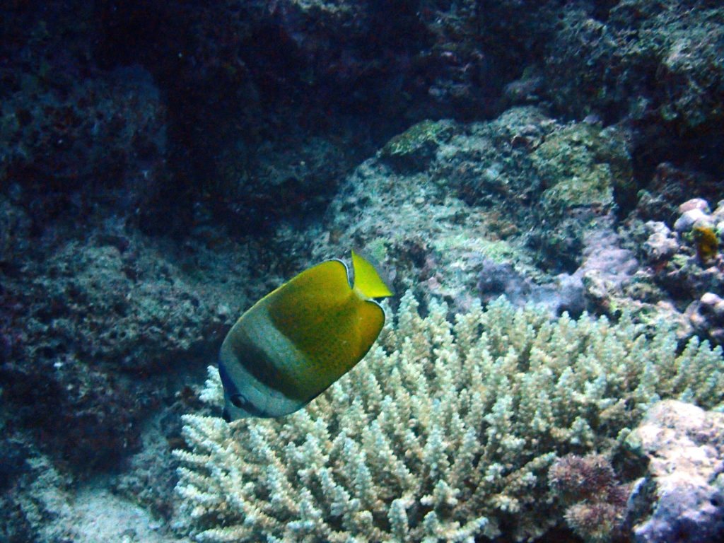 Chaetodon kleinii