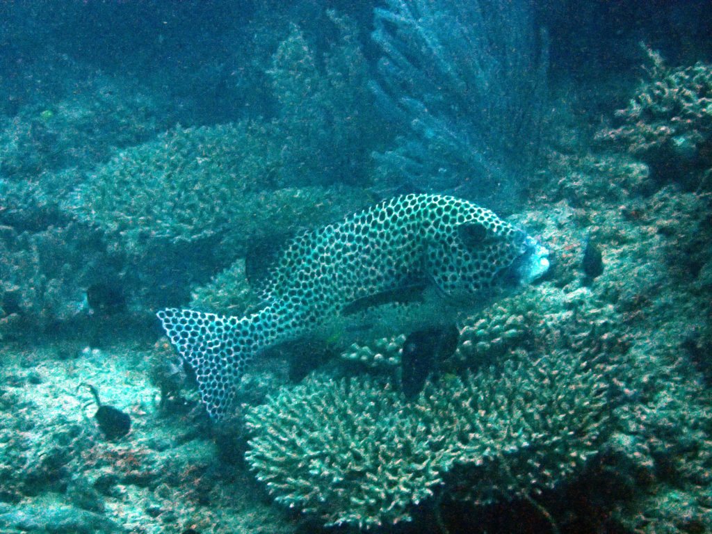 Plectorhinchus chaetodonides