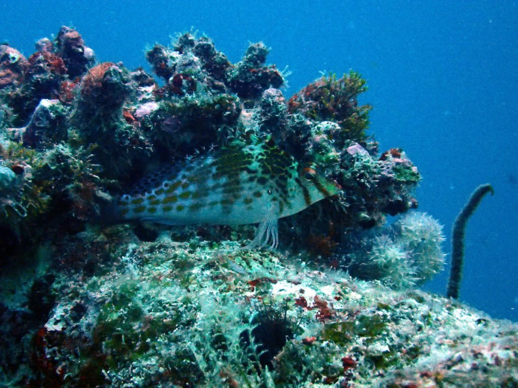 Cirrhitichthys falco