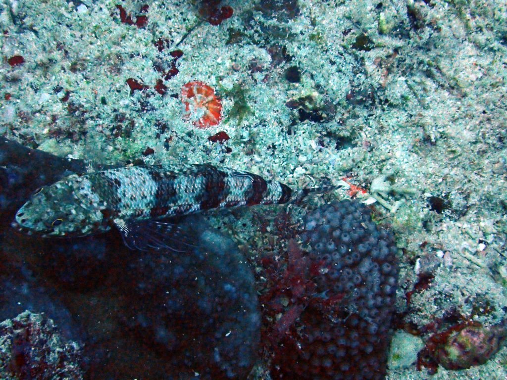 Synodus binotatus