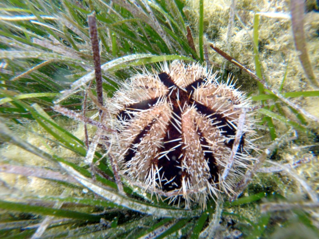 Tripneustes gratilla