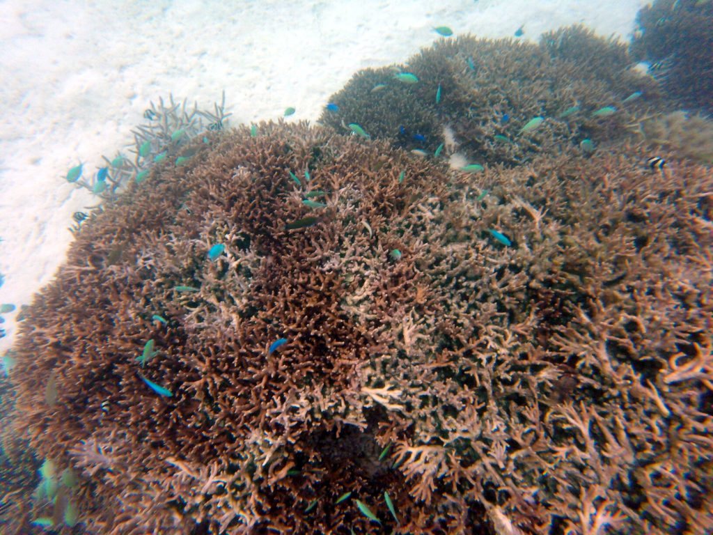 Chromis viridis