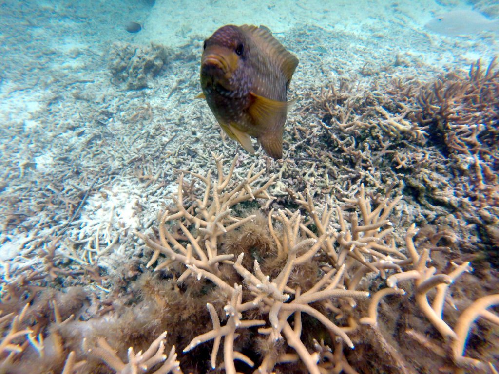 Hemiglyphidodon plagiometopon
