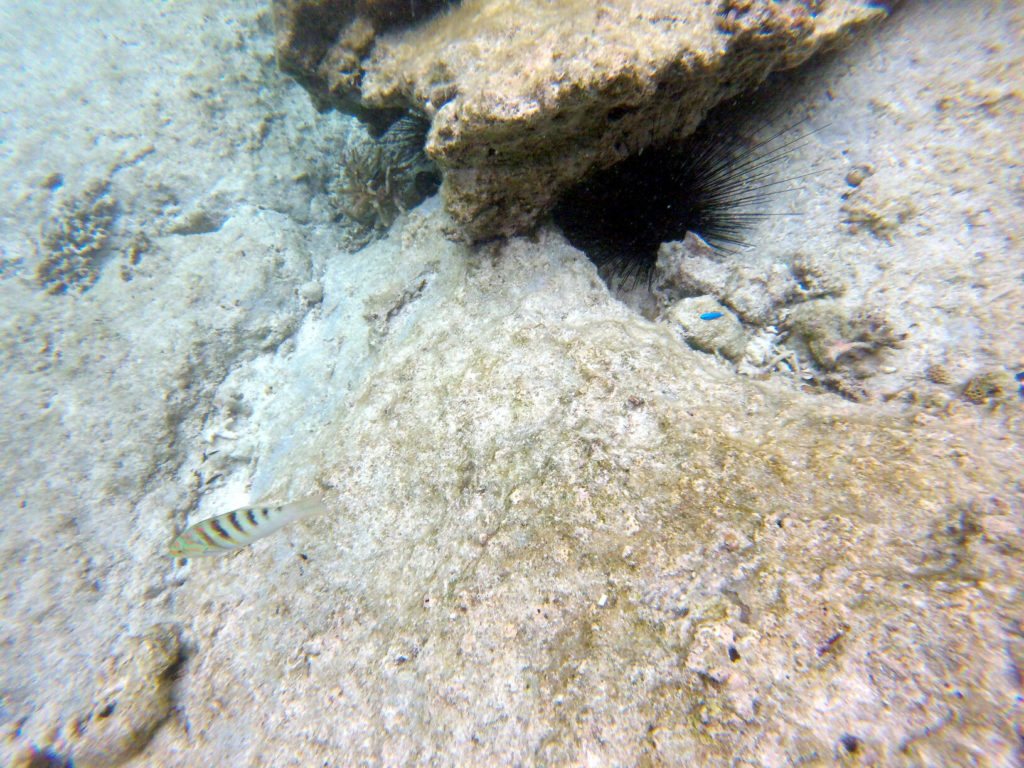 Thalassoma hardwicke