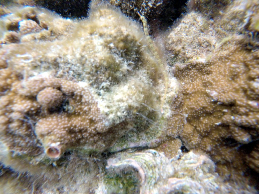 Corythoichthys haematopterus