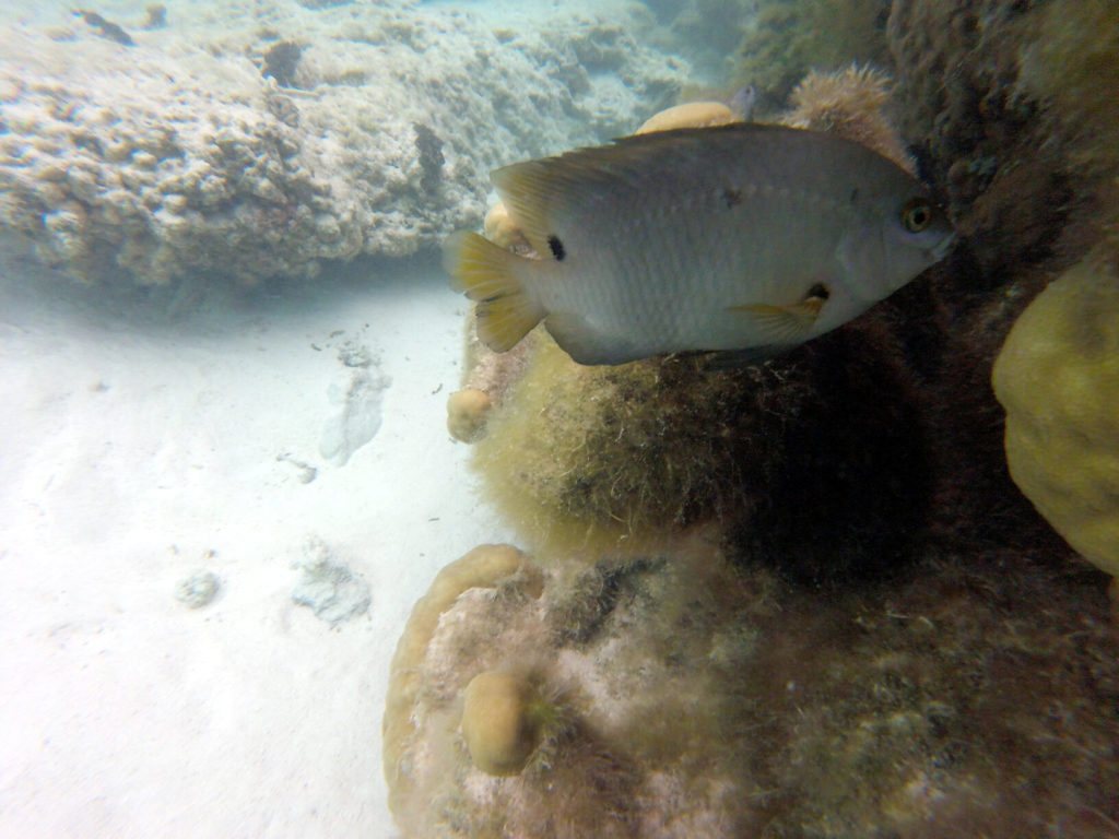 Stegastes nigricans