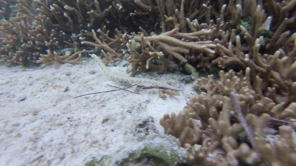 Corythoichthys intestinalis
