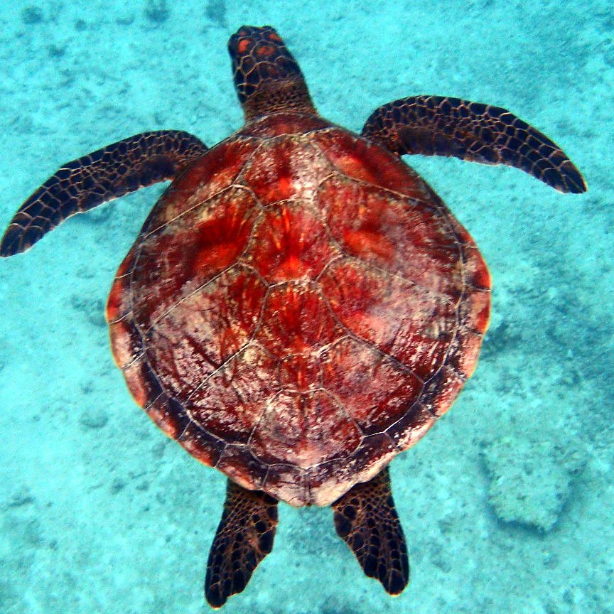 Chelonia mydas (tortue verte)