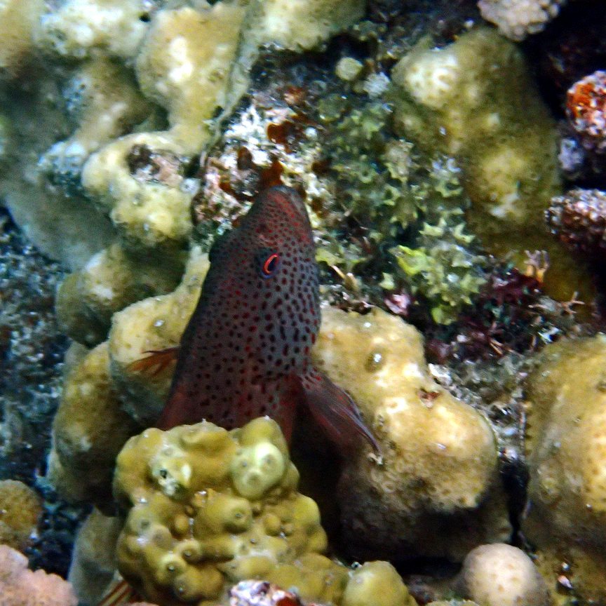 Epinephelus maculatus