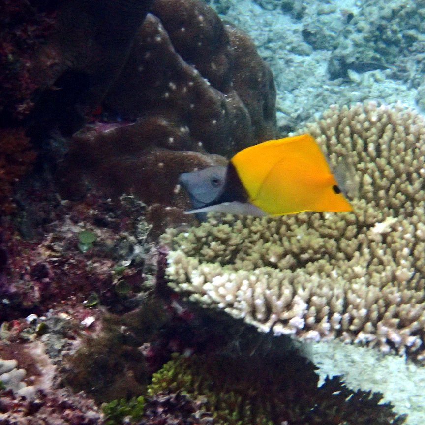 Forcipiger flavissimus